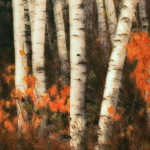 Trees_Birch trees_Lowepro_calendar