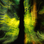 Zoom_Vancouver redwood forest_03_fx